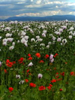 Klikněte na obrázek pro jeho zvětšení