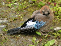 Klikněte na obrázek pro jeho zvětšení