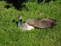 Klikněte na obrázek pro jeho zvětšení